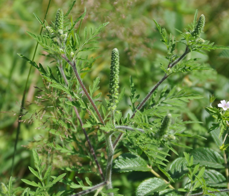 Изображение особи Ambrosia artemisiifolia.