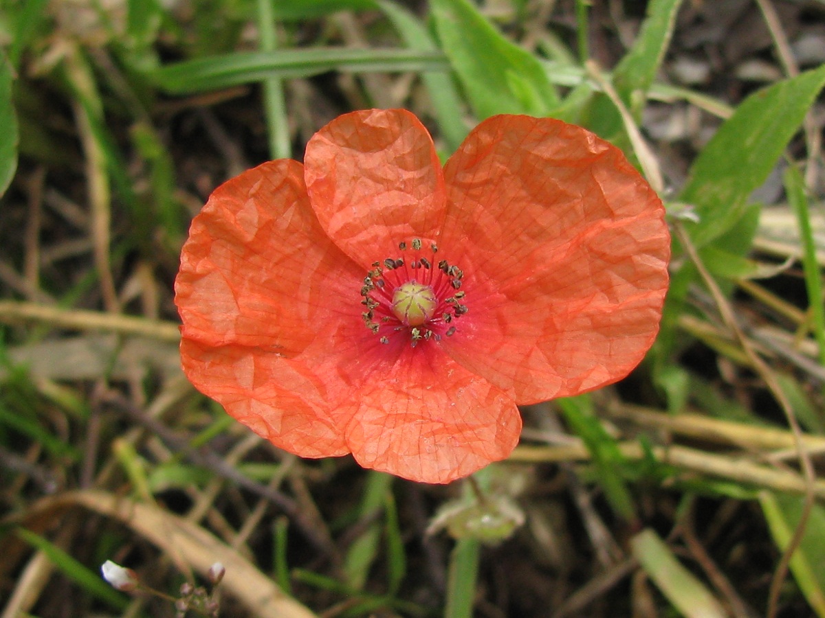 Изображение особи Papaver rhoeas.