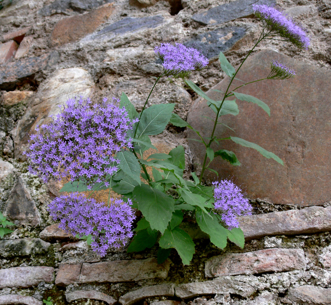 Image of Trachelium caeruleum specimen.