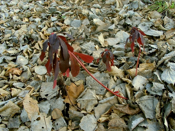 Image of Euphorbia amygdaloides specimen.