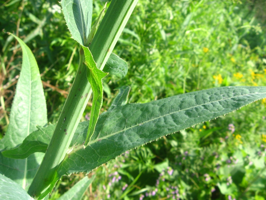 Image of Sonchus palustris specimen.