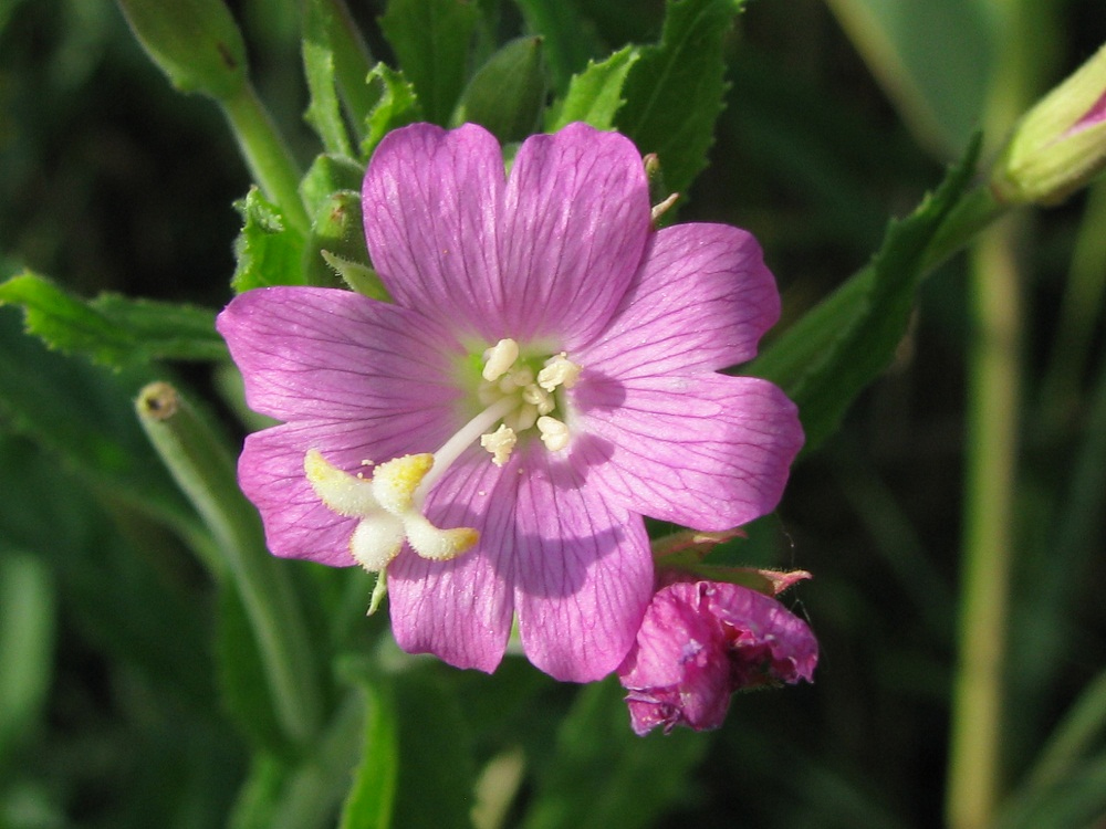 Image of Epilobium hirsutum specimen.