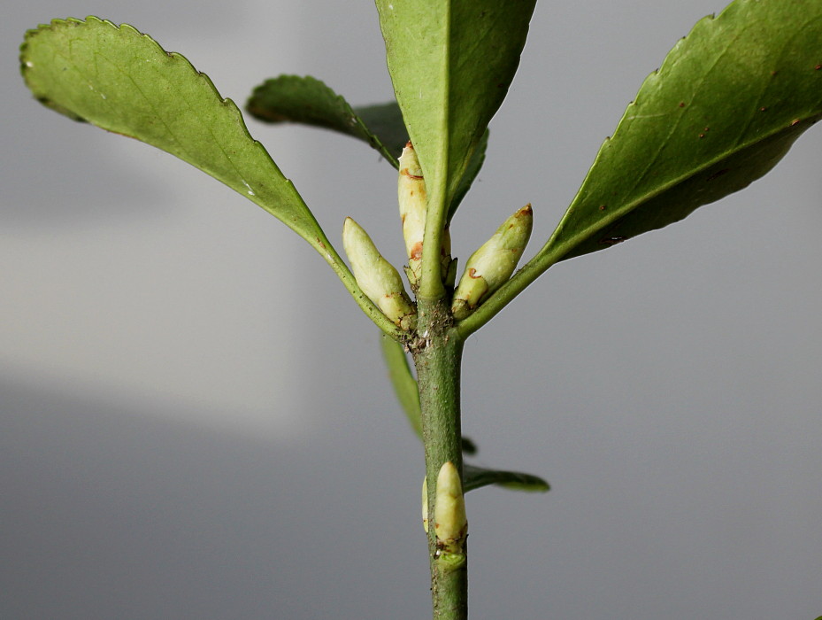 Изображение особи Euonymus japonicus.