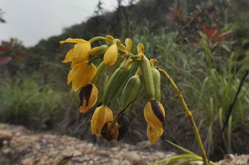 Изображение особи род Phaius.