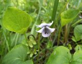 Viola epipsila