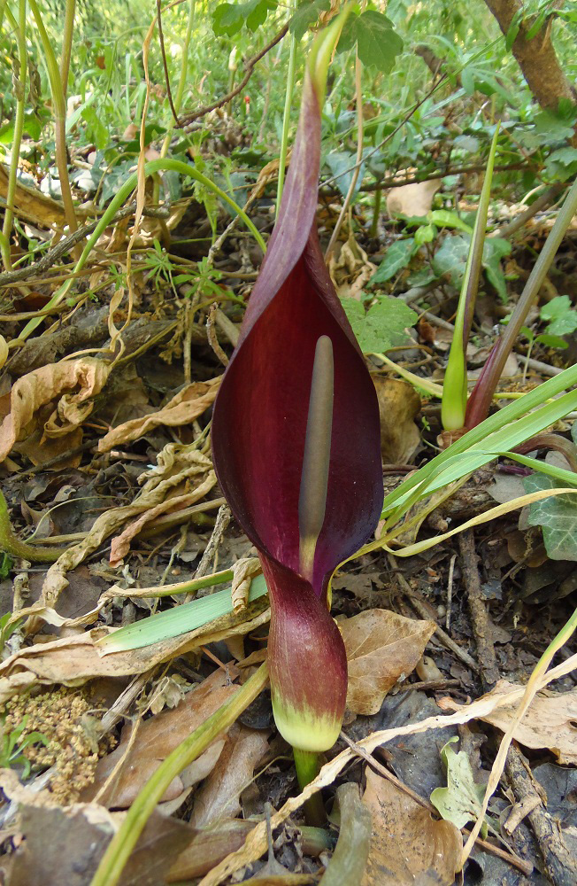 Image of Arum elongatum specimen.