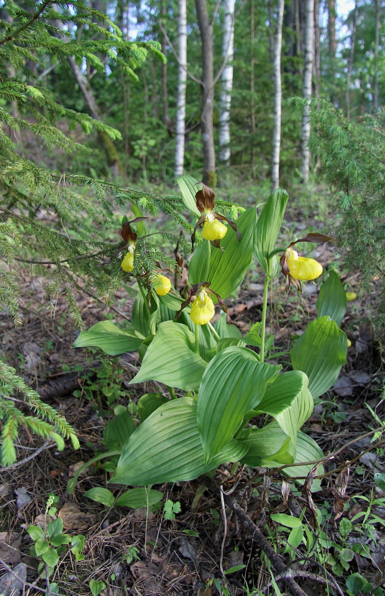 Image of Cypripedium calceolus specimen.