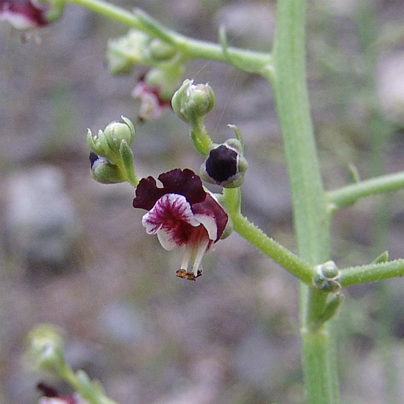 Image of Scrophularia azerbaijanica specimen.