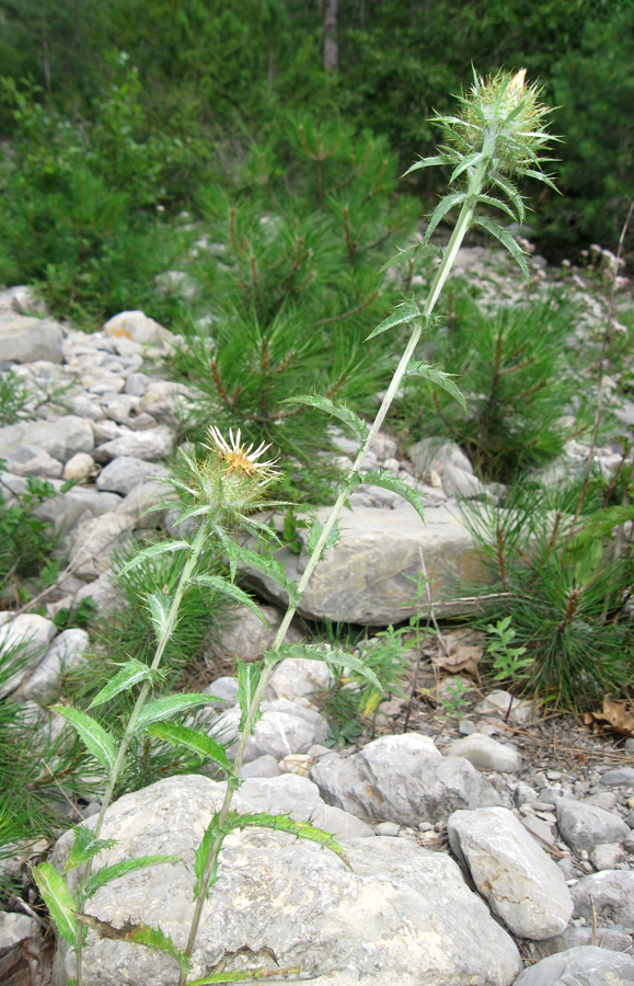 Image of Carlina vulgaris specimen.