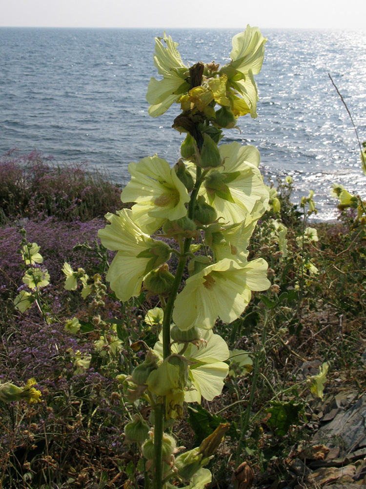 Image of Alcea rugosa specimen.