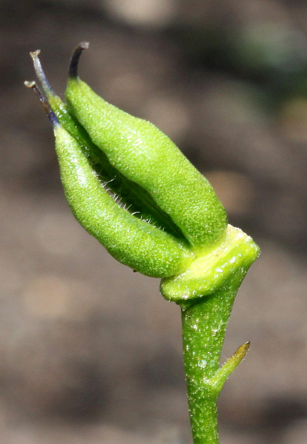 Image of Aconitum &times; stoerkianum specimen.