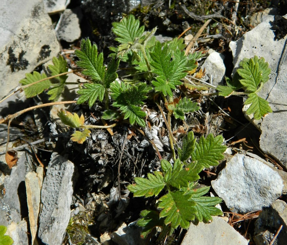 Изображение особи род Potentilla.