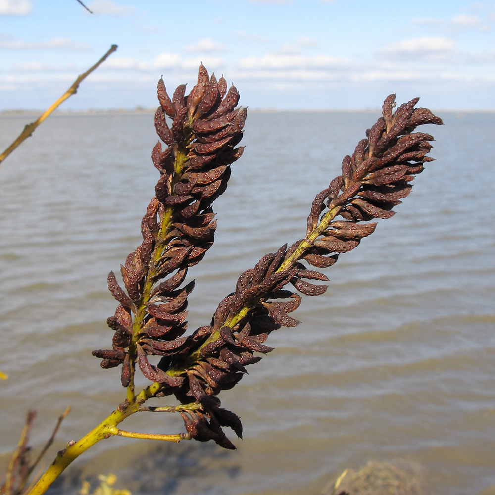 Image of Amorpha fruticosa specimen.