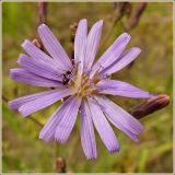 Lactuca tatarica. Соцветие. Чувашия, окрестности г. Шумерля, за объездной трассой. 29 июня 2009 г.