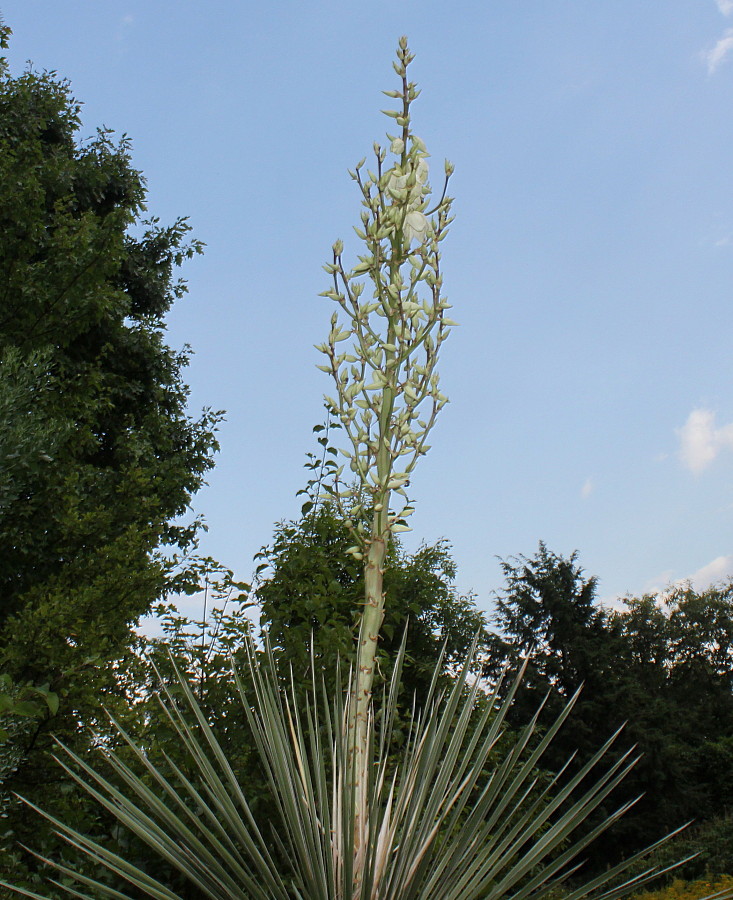 Image of Yucca glauca specimen.