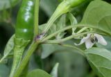 Capsicum annuum. Верхушка побега с цветком, основаниями листьев и нижними частями плодов (Capsicum frutescens L.). Германия, г. Krefeld, Ботанический сад. 20.08.2013.