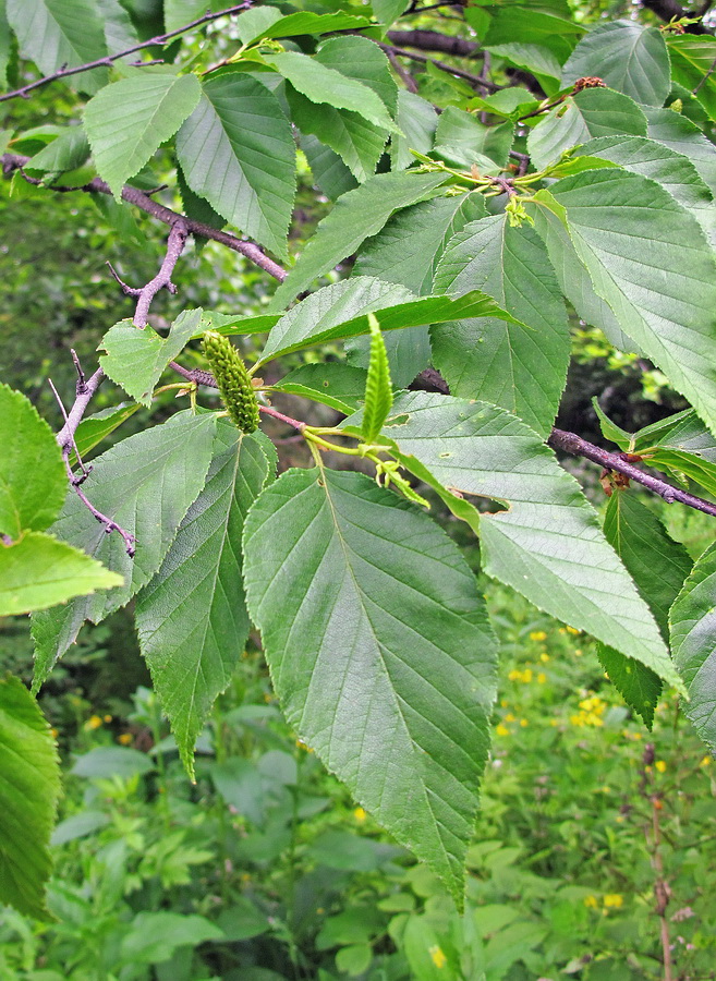 Image of Betula dauurica specimen.