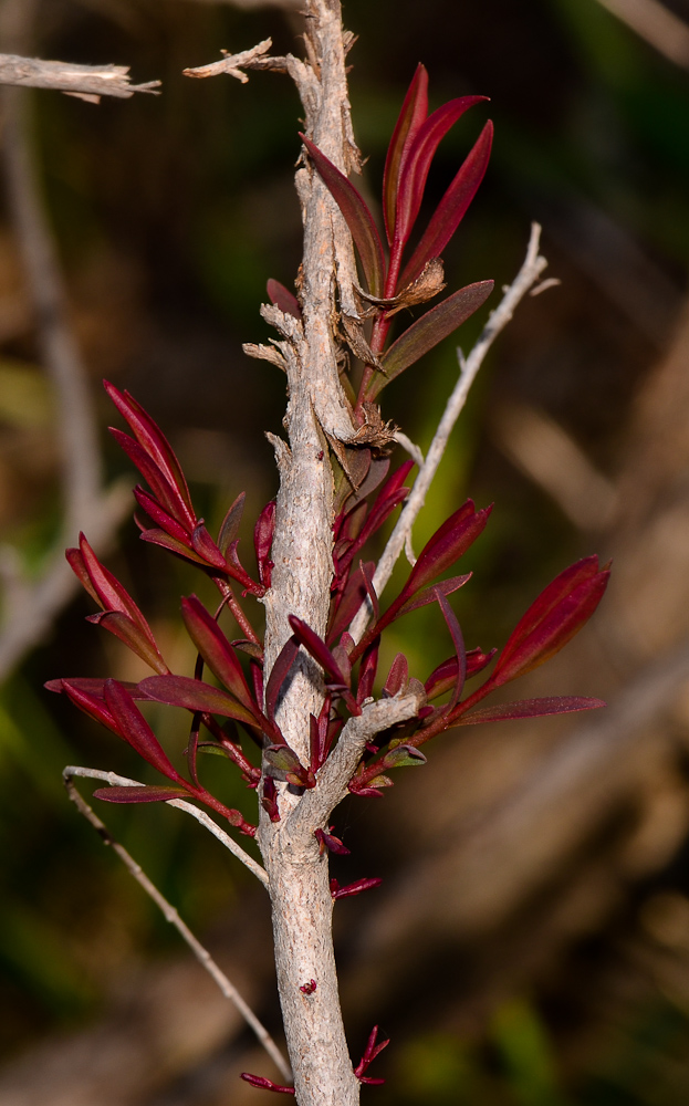 Image of Melaleuca linariifolia specimen.