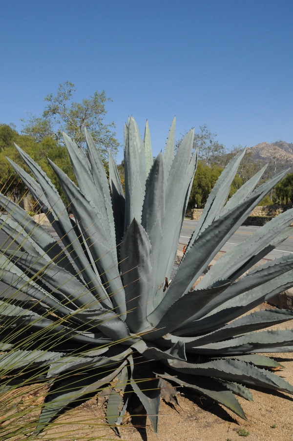 Image of Agave americana specimen.