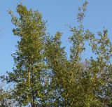 Quercus phillyreoides. Верхняя часть кроны многоствольного растения. Германия, г. Дюссельдорф, Ботанический сад университета. 10.03.2014.