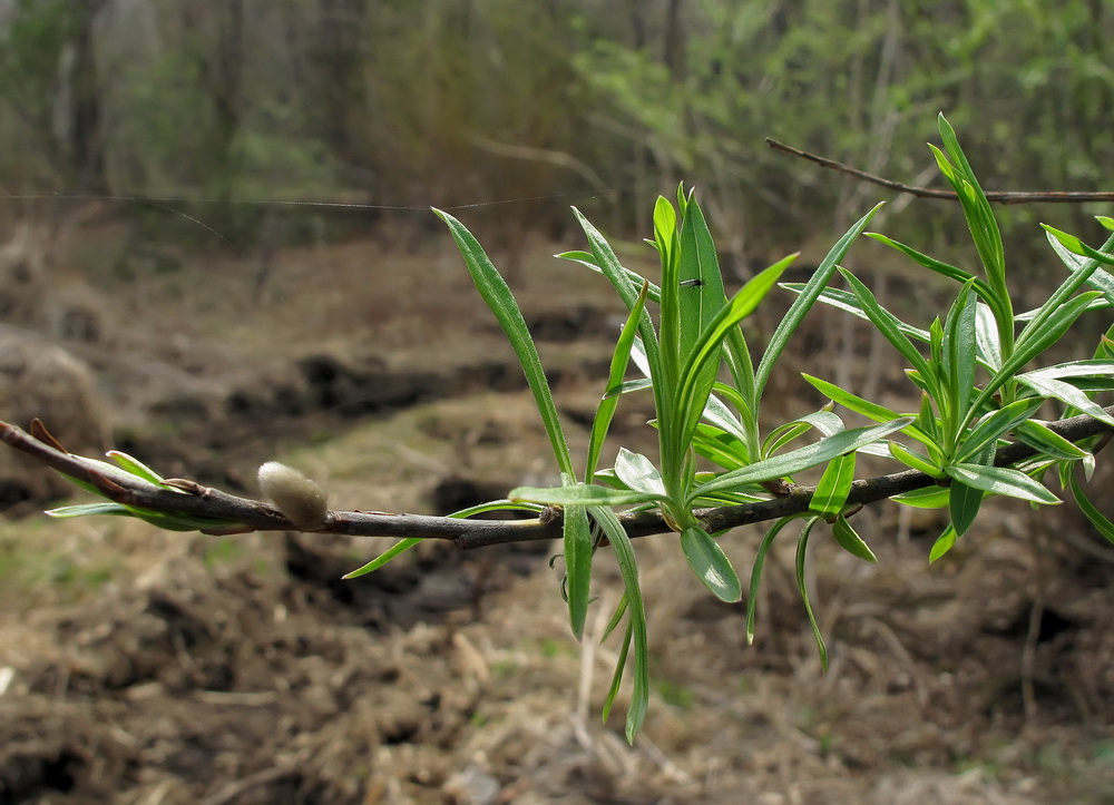 Image of Salix schwerinii specimen.