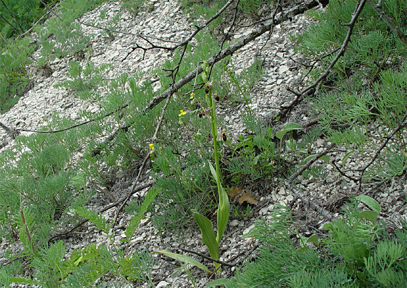 Image of Ophrys oestrifera specimen.