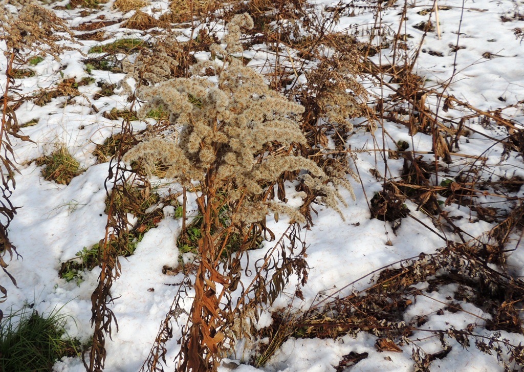 Image of Solidago canadensis specimen.