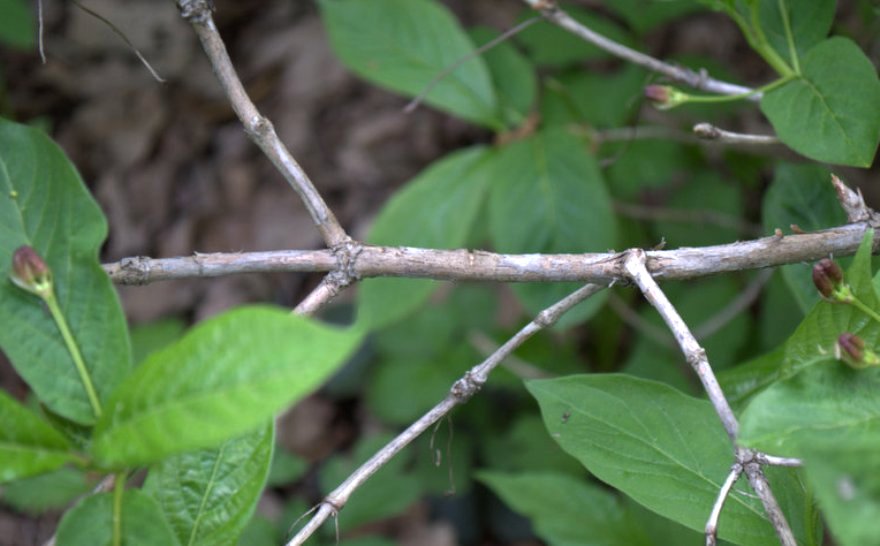 Image of Lonicera alpigena specimen.