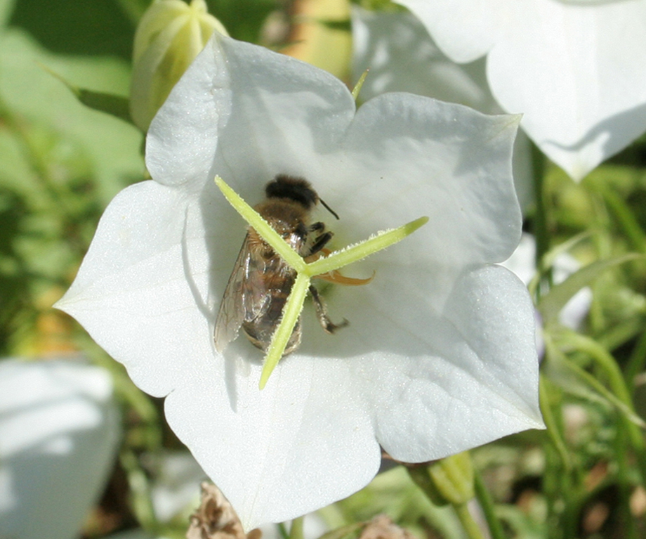 Image of Campanula carpatica specimen.