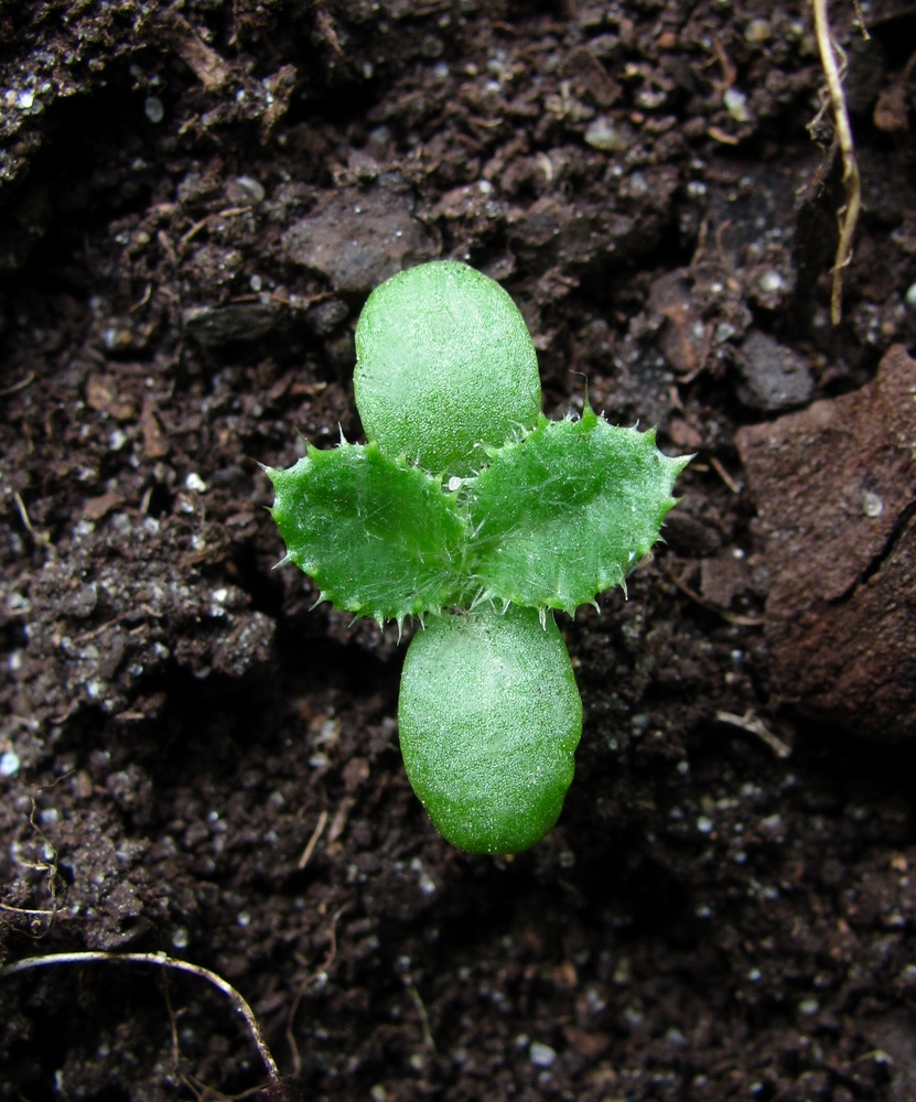 Изображение особи Cirsium setosum.