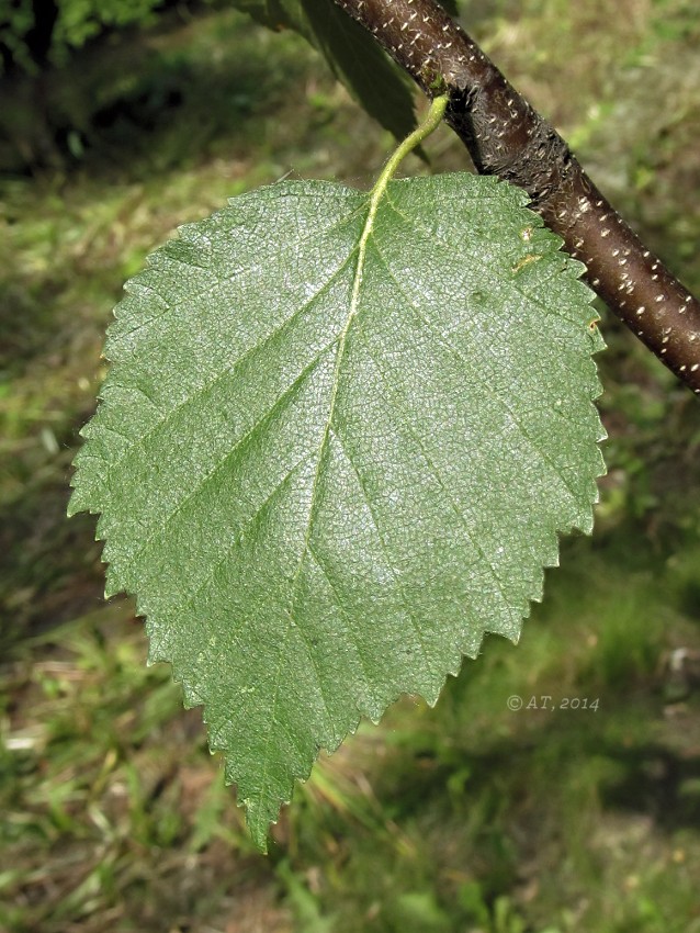 Изображение особи род Betula.