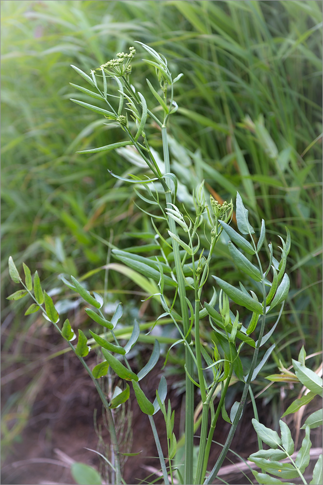 Изображение особи Sium latifolium.