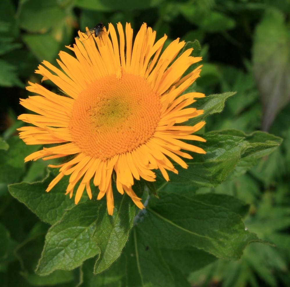 Image of Inula grandiflora specimen.