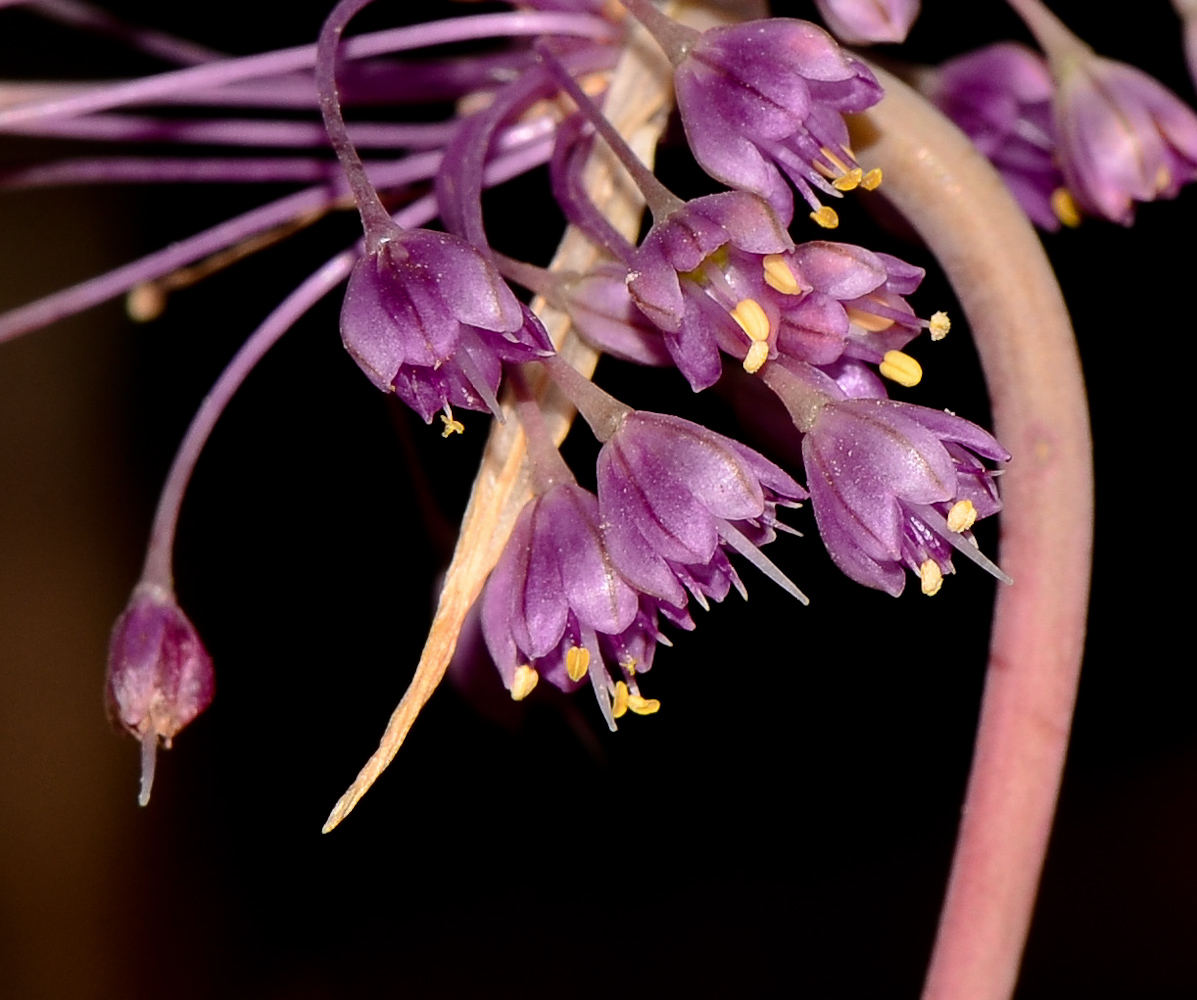 Изображение особи Allium daninianum.