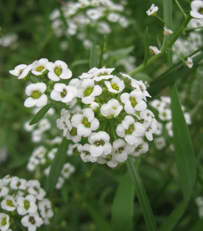 Изображение особи Lobularia maritima.