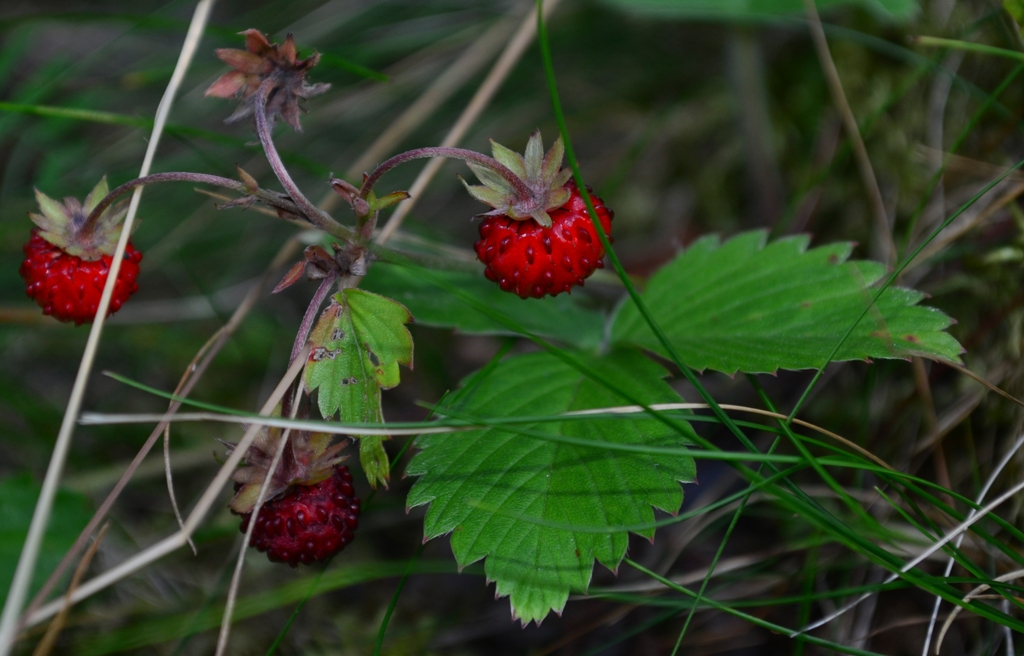 Изображение особи Fragaria vesca.