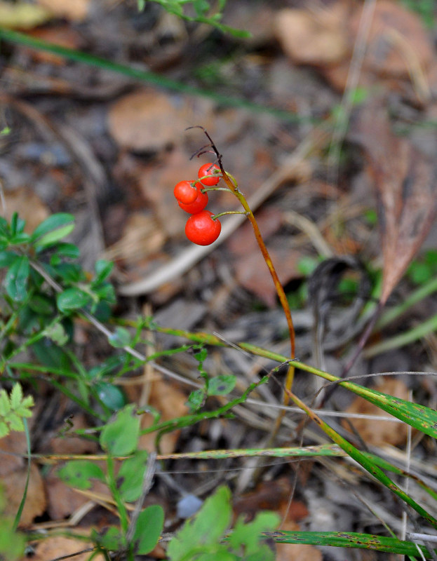 Image of Convallaria majalis specimen.