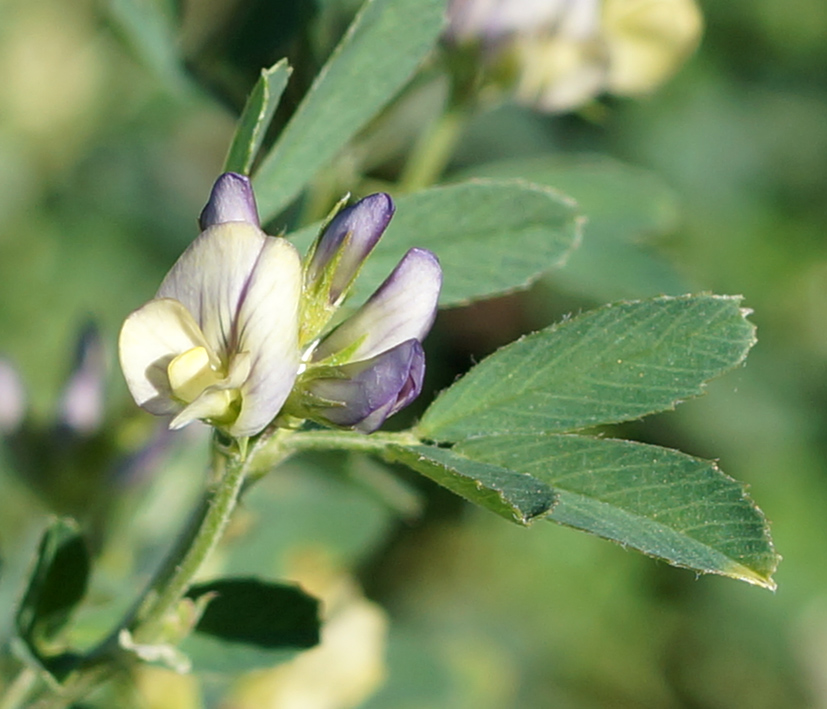 Image of Medicago &times; varia specimen.