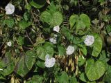 Ipomoea purpurea