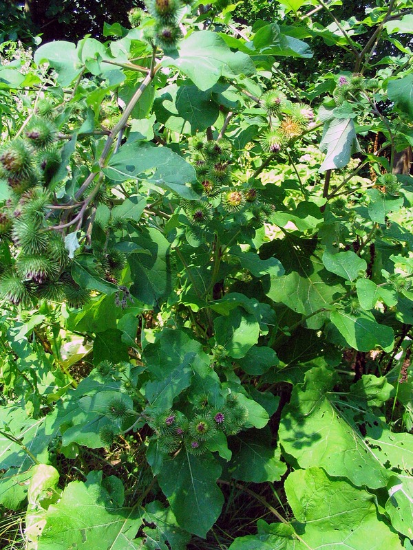 Image of Arctium lappa specimen.