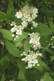 Deutzia parviflora