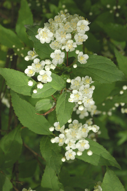 Image of Deutzia parviflora specimen.