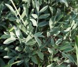 Astragalus schrenkianus