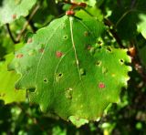 Populus tremula. Поражённый лист. Окр. Архангельска, 06.06.2014.