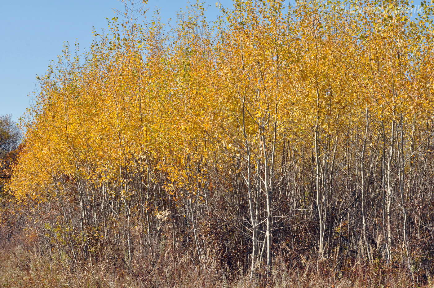 Изображение особи Populus tremula.