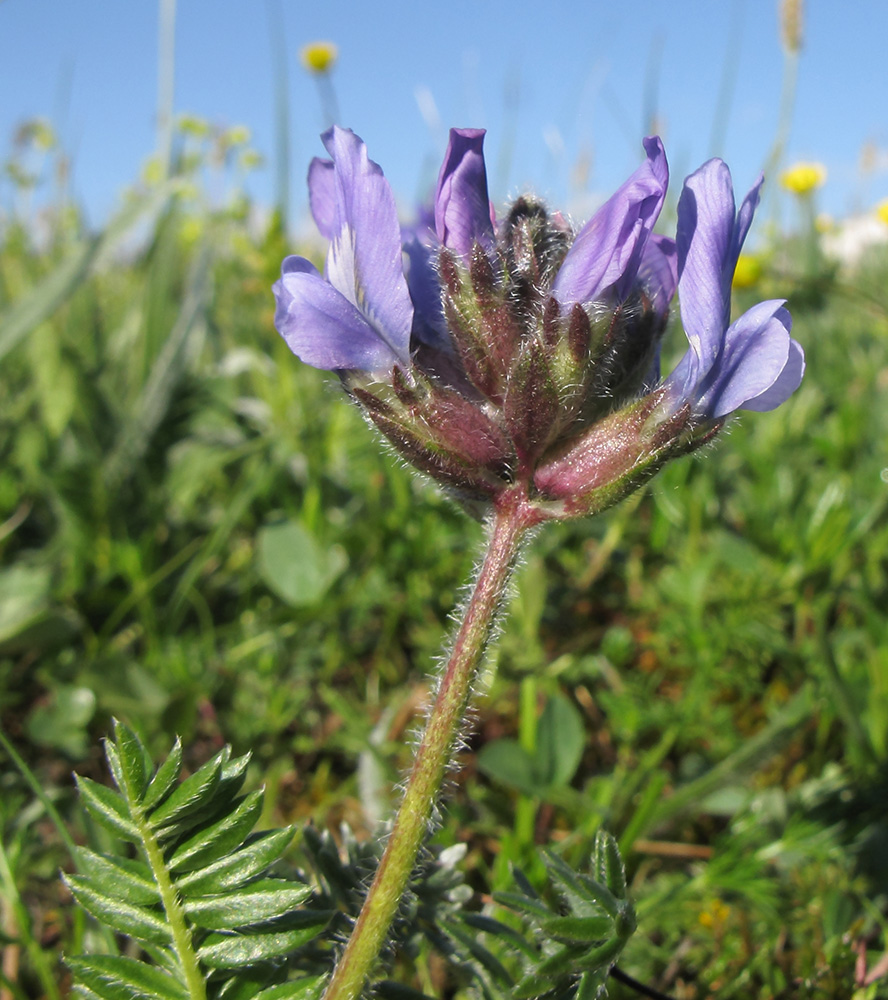 Изображение особи Oxytropis lazica.