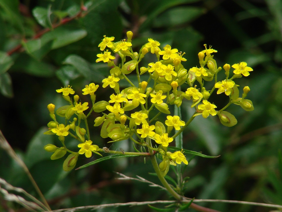 Изображение особи Patrinia rupestris.