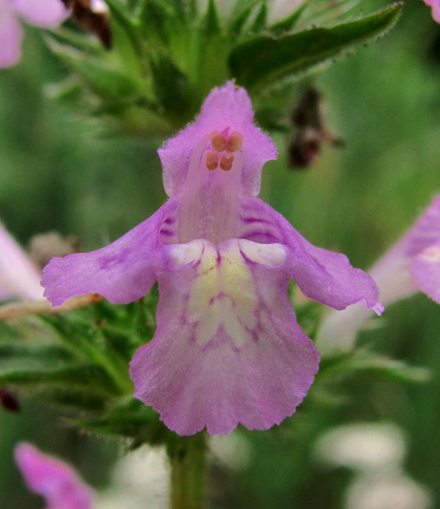 Image of Galeopsis ladanum specimen.