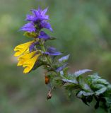 Melampyrum nemorosum. Верхушка цветущего растения. Украина, Волынская обл., Любешовский р-н, Национальный природный парк \"Припять - Стоход\", западнее с. Сваловичи, дюна. 30 июля 2008 г.