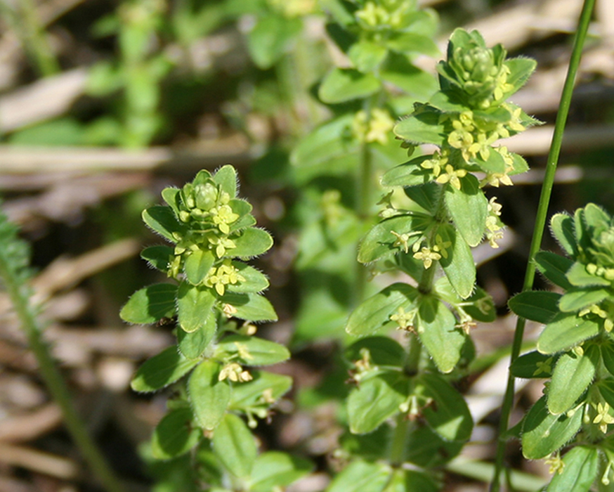 Image of Cruciata krylovii specimen.